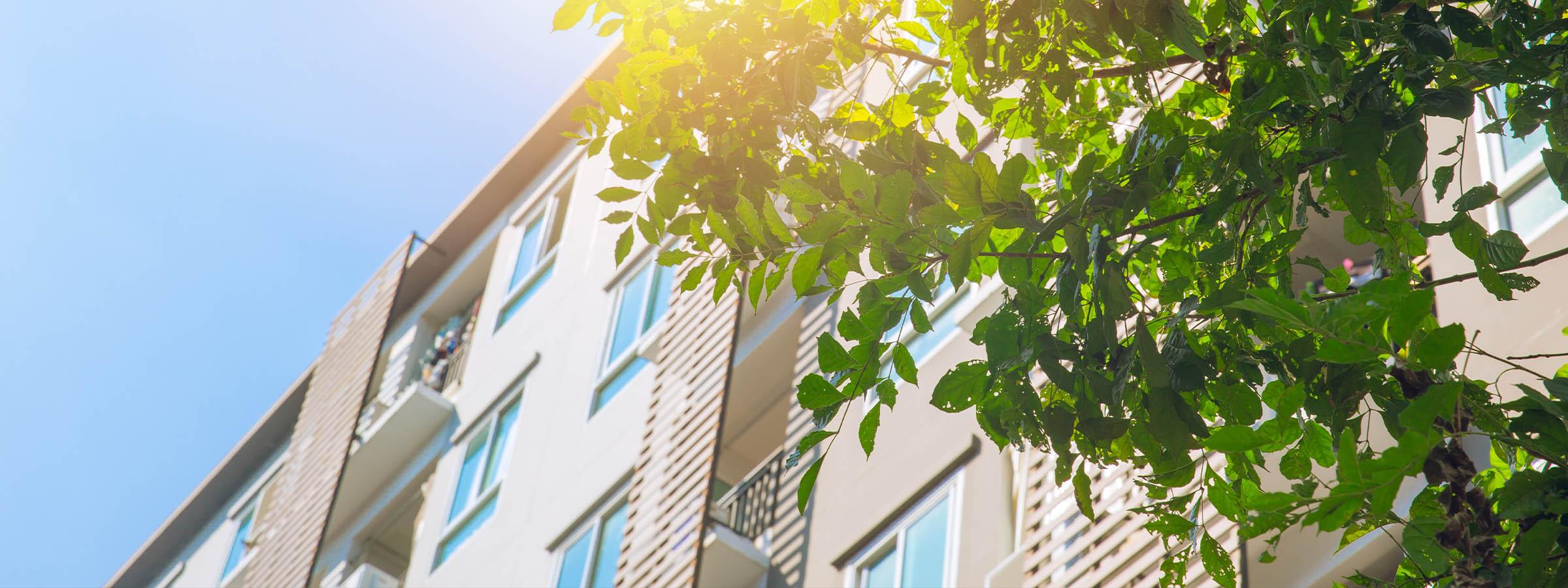 Sun shining on building and tree.