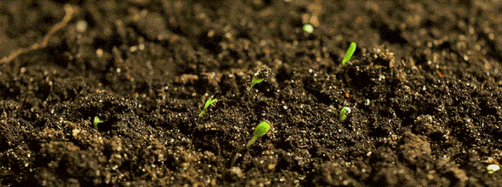 Animated GIF of plants sprouting in dirt