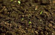 gif of seedlings sprouting from the ground