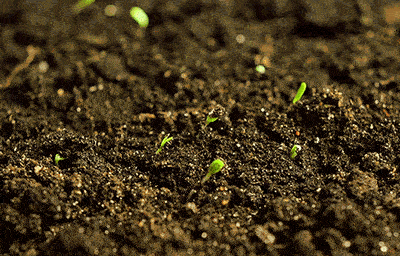 gif of plants growing from the ground
